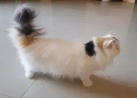 Kucing peaknose  betina umur 1.5 tahun