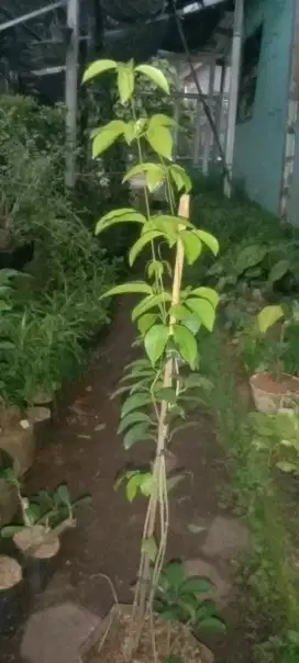 Tanaman merambat setepanots bunga ungu