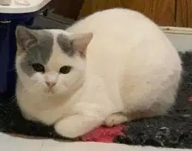 Kucing british shorthair bsh british short hair