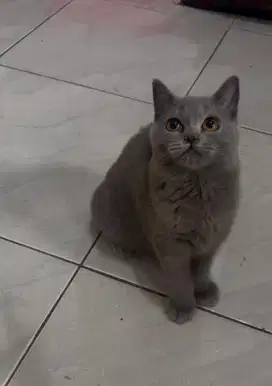 jual kitten BSH betina