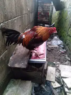 Ayam kampung jantan