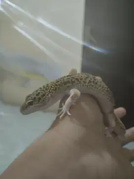 Reptil Ready cek