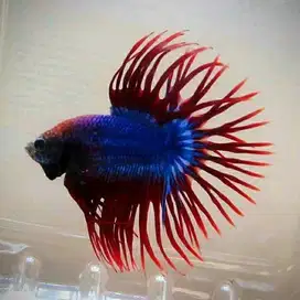 CUPANG HALFMOON/CROWNTAIL/DUMBO EARS JANTAN SIZE M