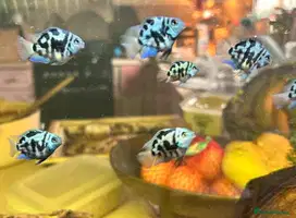 Ikan Hias CICHLID BLUE POLAR