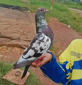 Merpati kolonga  Player Blorok Juara