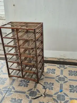 Merpati kolong Dongdang Lepas 12 pintu belas