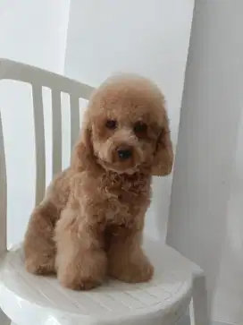 Doggi pudle lucu