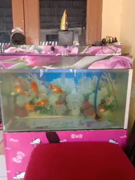 Aquarium ukuran besar