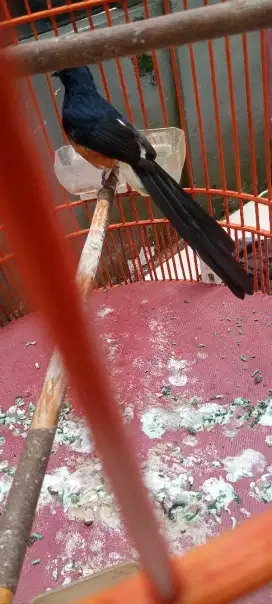 Murai batu medan