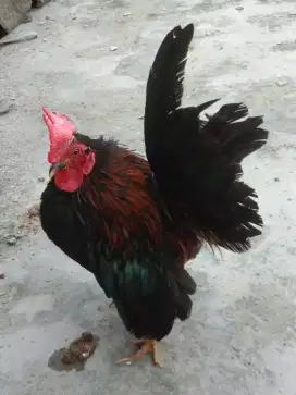 Ayam Kate Serama