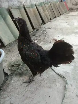 Ayam kate cemani betina