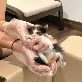 Anak kucing lucu