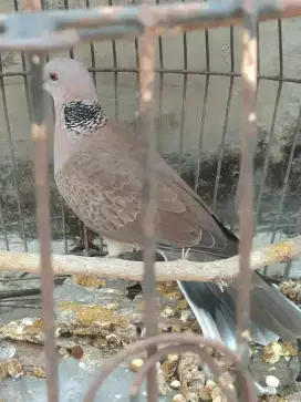 Cuhu jantan gacor