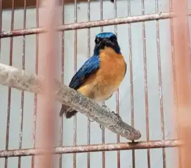 burung tledekan gunung Jawa rajin ngoceh