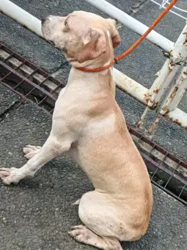 anak anjing Pitbull betina 5 bulan