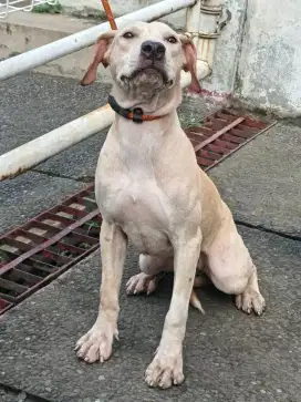 anak anjing Pitbull betina 5 bulan