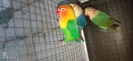 Lovebird borong sama kandang 1jt