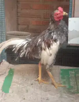 Dijual Ayam jantan blasteran jepang birma