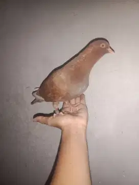 Burung dara merpati betina