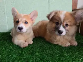 Dijual anakan corgi jantan super fluffy dan betina short hair ngalung