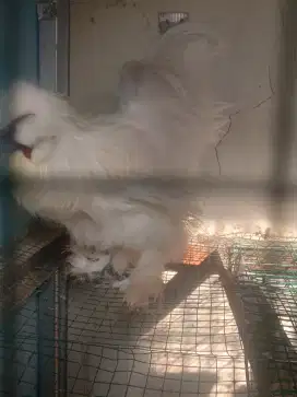 Ayam amesican sikie
