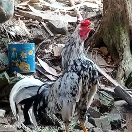 Dijual ayam jantan blasteran jepang birma