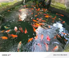 Ikan mas koki oranda ryukin