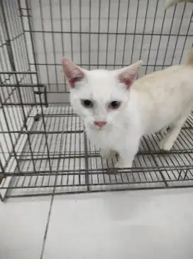 Munchkin standard jantan