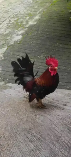 Ayam Kate dewasa 3 ekor bknn bangkok dara lovebird