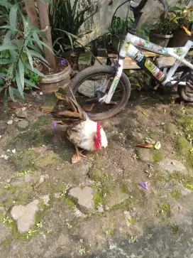 Jual aja ayam Kate jago dewasa