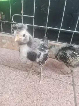 Ayam poland batik