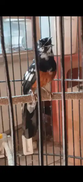 Murai jantan Blorok extreme