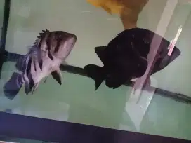 Ikan Datz 2 ekor