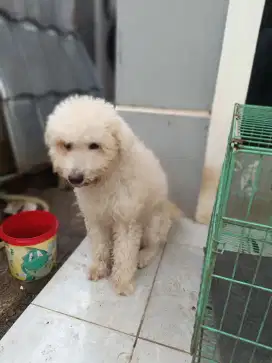 Adopsi anjing golden poodle