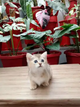 BRITISH SHORTHAIR (BSH) MUNCKIN GOLDEN BETINA