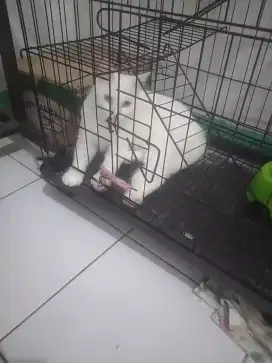 Kucing persia himalaya
