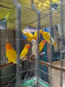 Lovebird lutino dan pastel kuning bersih