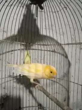 Kenari nota beli af