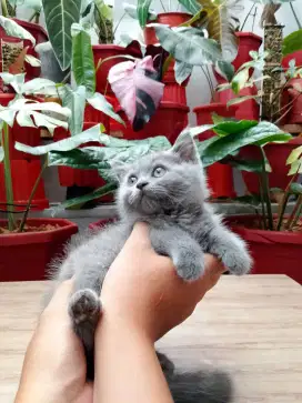 BRITISH SHORTHAIR (BSH) BLUE SOLID JANTAN