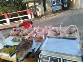 murah ayam potong