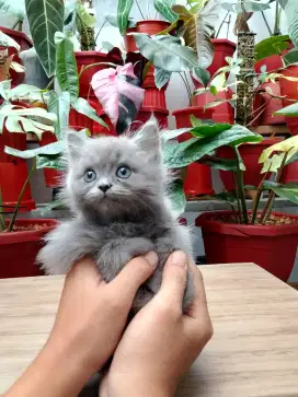 BRITISH LONGHAIR (BLH) BLUE SOLID JANTAN