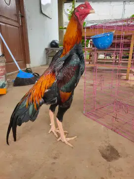 Sepasang Ayam Shamo Line Zuchter