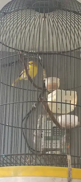 Burung Cipoh Cipow Sirtu Jantan