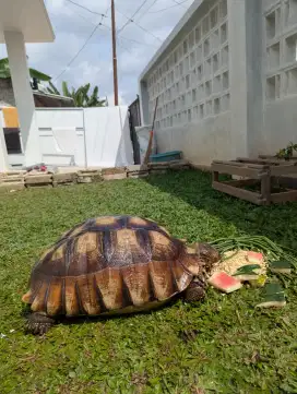 Kura Darat Sulcata