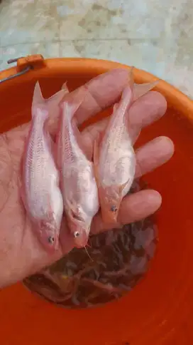 Bibit ikan patin albino