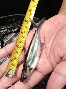 Bibit patin 7-8-9cm