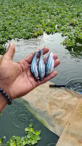 Bibit ikan patin hitam