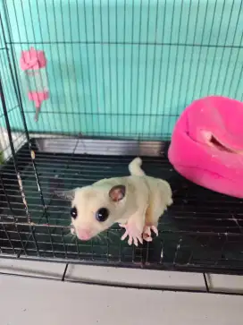 Sugar glider platmoz
