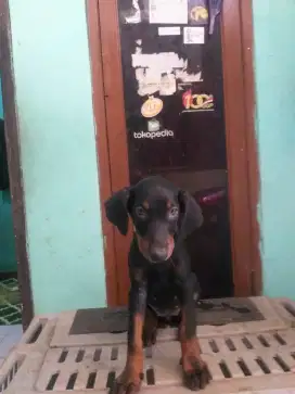 Doberman dob 21 mei ada 4 ekor betina