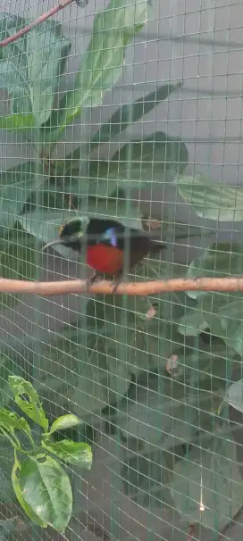 Burung konin gacor